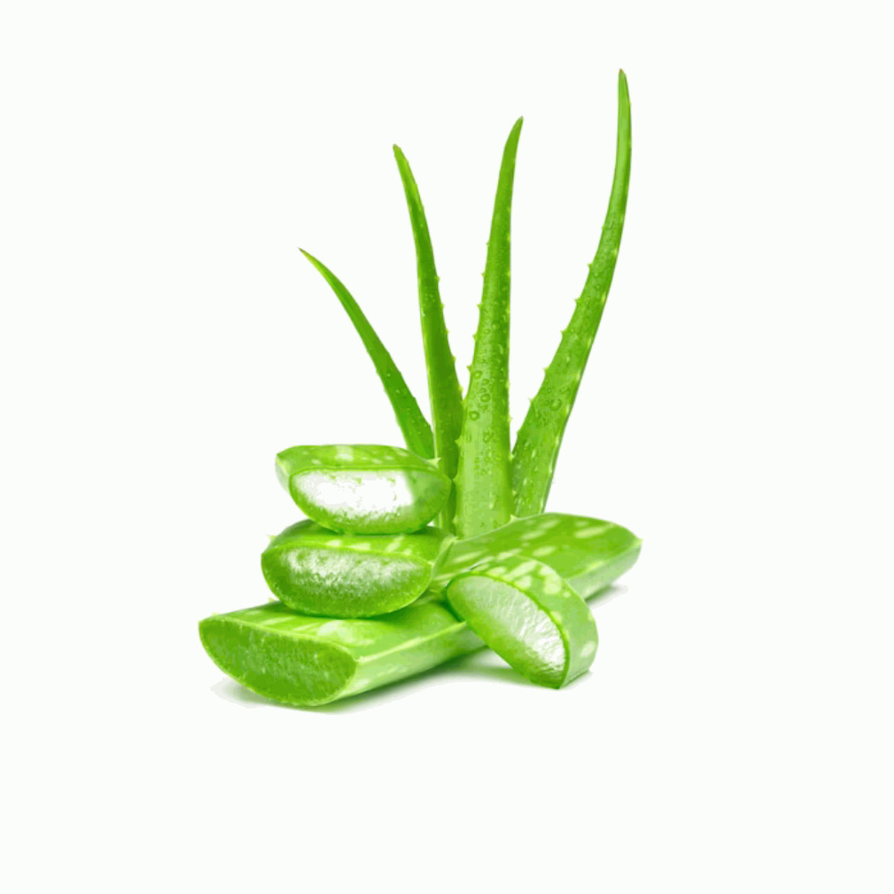 Aloevera (Aloe barbadensis miller)