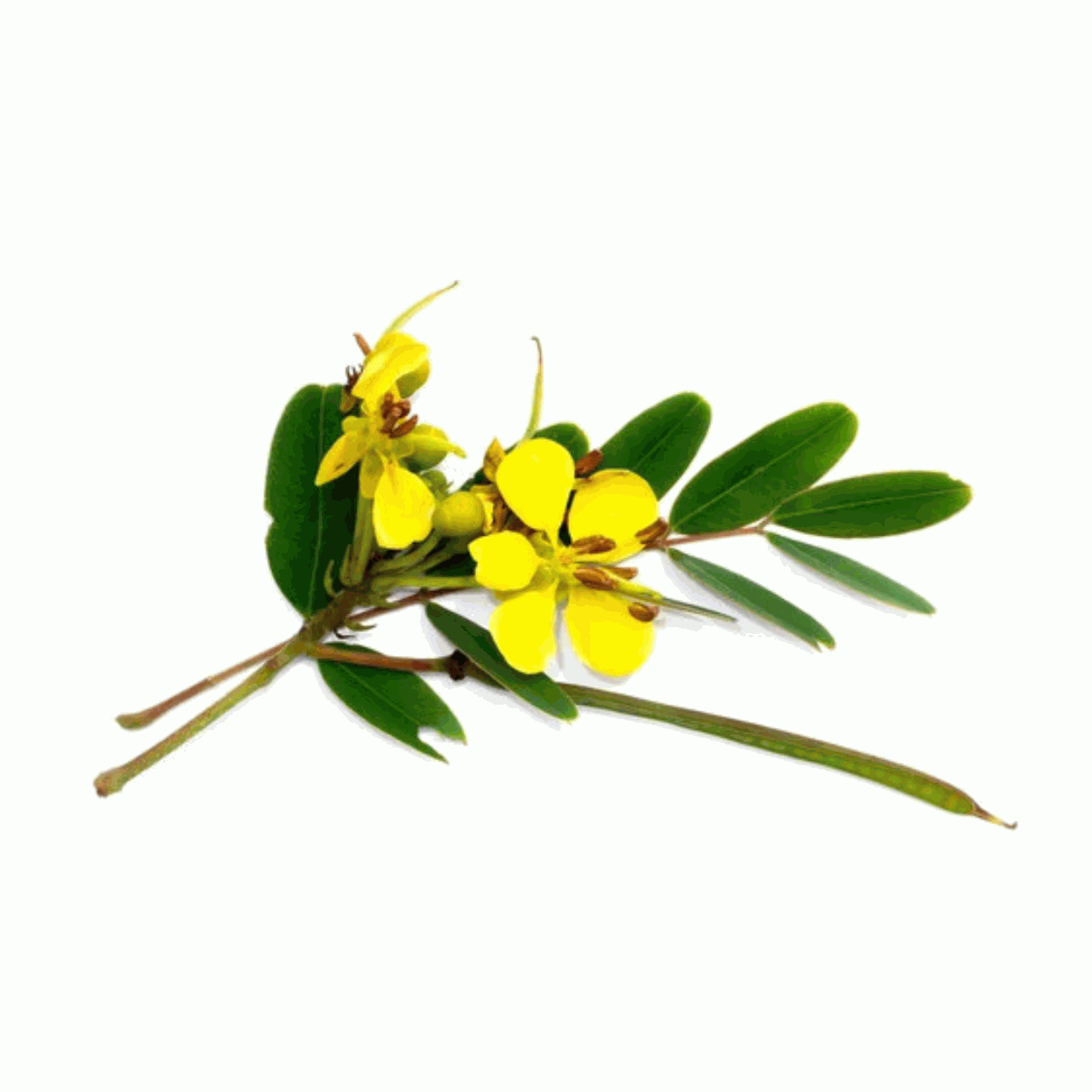 Swarn Patri (Cassia Angustifolia)