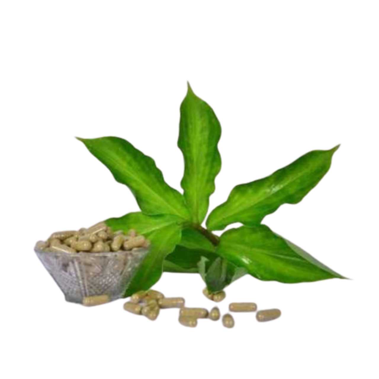 Costus pictus (Insulin Plant Extract), 