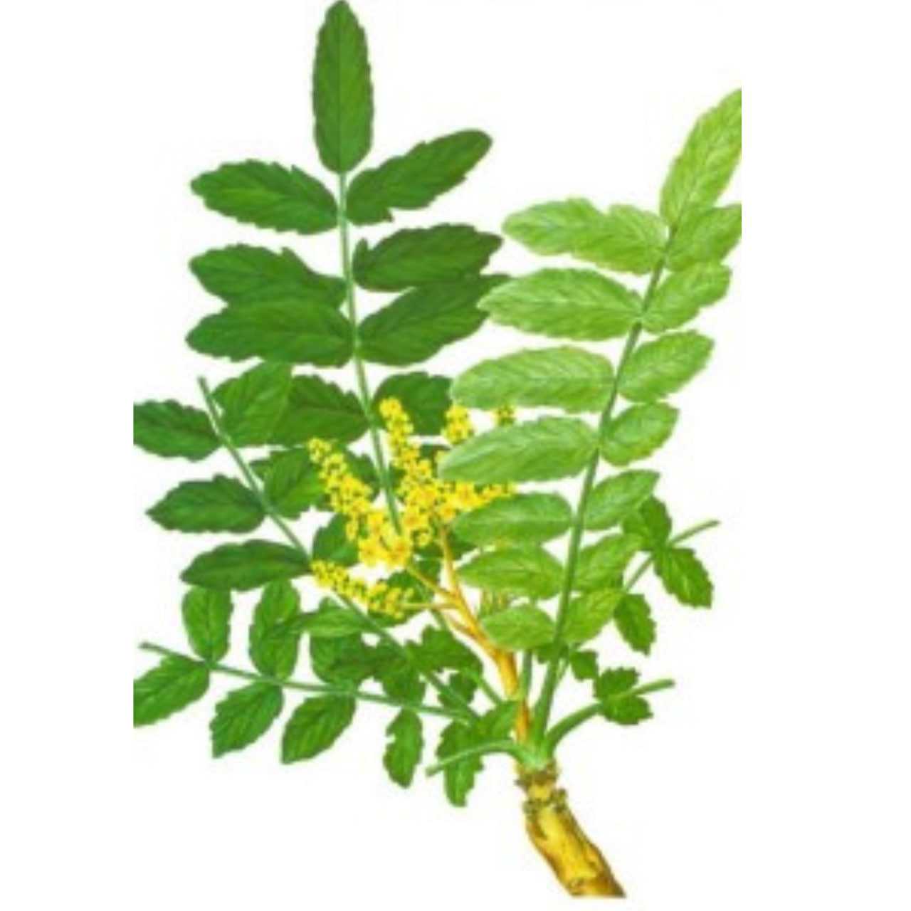 Shallaki (Boswellia serrata)