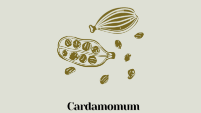 Cardamomum
