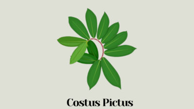 Costus Pictus