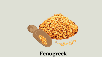 Fenugreek