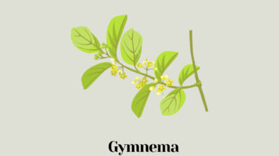 Gymnema