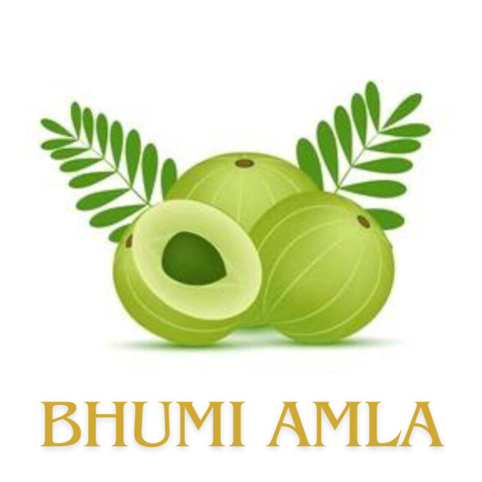 Bhumi Amla herbs for Strong liver health - Medinutrica