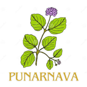 Punarnava herbs for Strong liver health