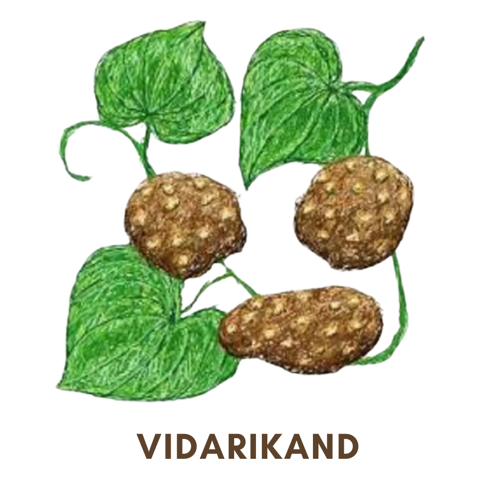 vidarikand-ayurvedic-herbs-for-fast-weight-gain-medinutrica