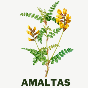 Amaltas Ayurvedic herbs for gastrointestinal disease used in pachan