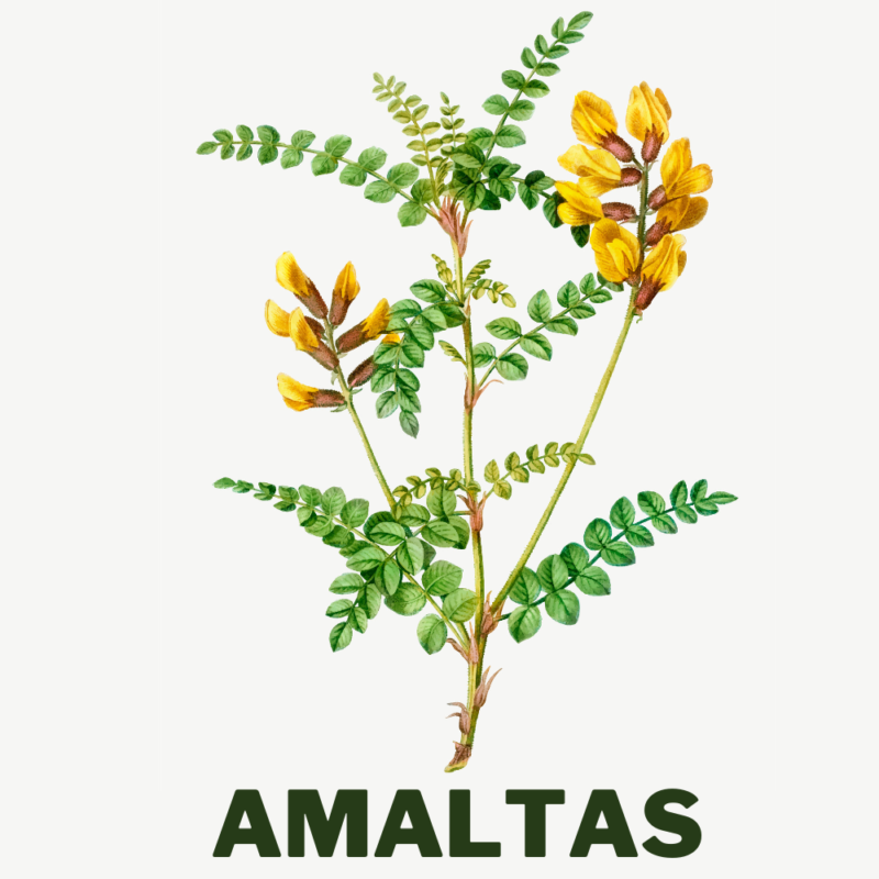 Amaltas Ayurvedic herbs for gastrointestinal disease used in pachan ...