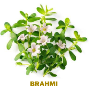 Brahmi  Ayurvedic Herbs To Manage Stress