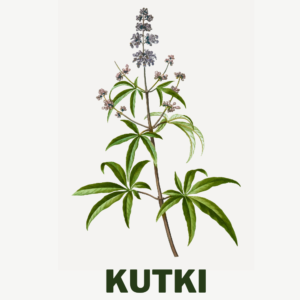 Kutki Ayurvedic herbs for gastrointestinal disease used in pachan