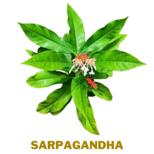 Sarpagandha  Ayurvedic Herbs To Manage Stress