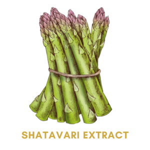 Shatavari Extract Ashwagandha Extract Ayurvedic Herbs For Fast Weight Gain