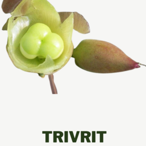 Trivrit Ayurvedic herbs for gastrointestinal disease used in pachan